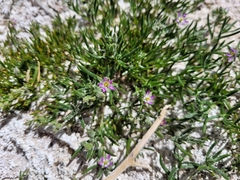 Spergularia marina