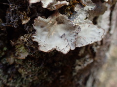Lobarina