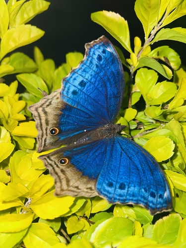 Junonia temora
