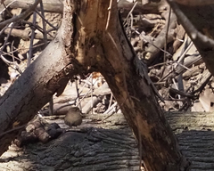 Troglodytes hiemalis