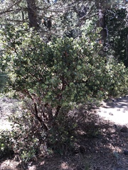 Arctostaphylos pringlei drupacea
