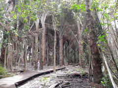 Raphia australis