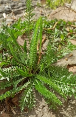Achillea millefolium