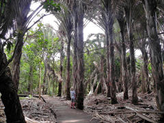 Raphia australis