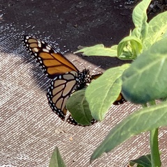 Danaus plexippus