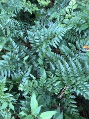 Rumohra adiantiformis