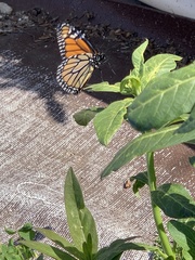 Danaus plexippus
