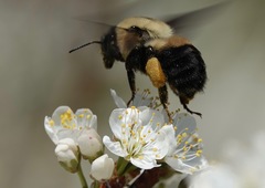 Bombus griseocollis