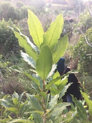 Melicytus ramiflorus