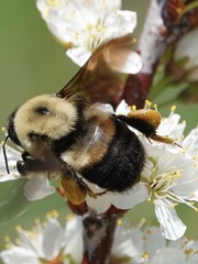 Bombus griseocollis