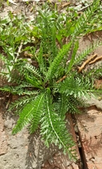 Achillea millefolium