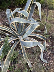 Agave