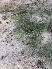 Hosackia crassifolia crassifolia