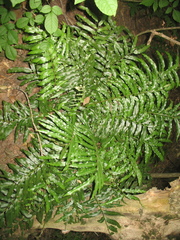 Phanerophlebia