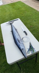 Acanthocybium solandri