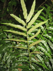 Phanerophlebia