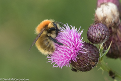 Bombus muscorum