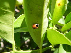 Cheilomenes propinqua