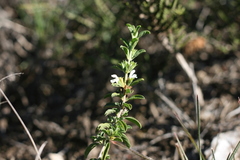 Leucas capensis