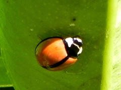 Cheilomenes propinqua