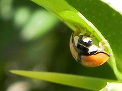 Cheilomenes propinqua