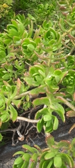 Sedum praealtum
