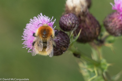 Bombus muscorum