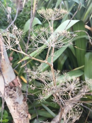 Angiospermae