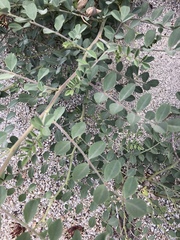 Hosackia crassifolia crassifolia