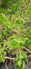 Sedum praealtum