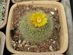 Parodia lenninghausii