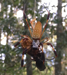Trichonephila clavipes image