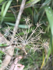 Angiospermae