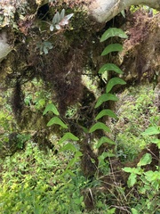 Passiflora colinvauxii