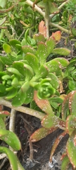 Sedum praealtum