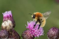 Bombus muscorum