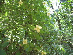 Philadelphus mexicanus