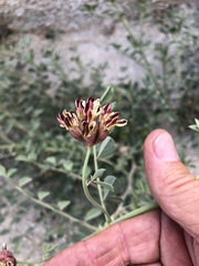 Hosackia crassifolia crassifolia