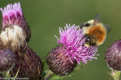 Bombus muscorum