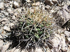 Coryphantha poselgeriana