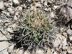 Coryphantha poselgeriana