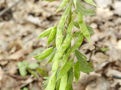 Corydalis solida