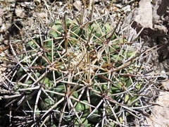 Coryphantha poselgeriana