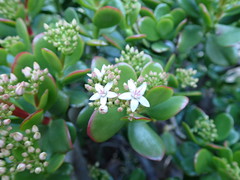 Crassula