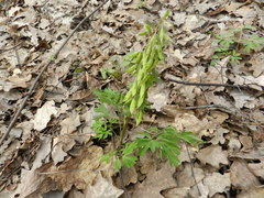 Corydalis solida