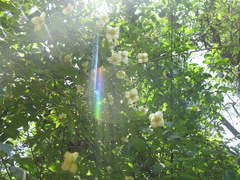 Philadelphus mexicanus