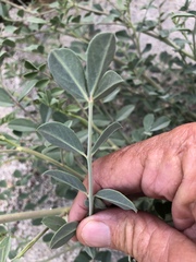 Hosackia crassifolia crassifolia