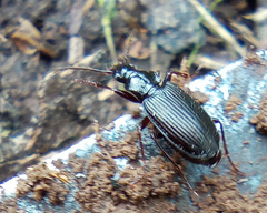 Limodromus assimilis
