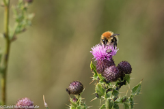 Bombus muscorum