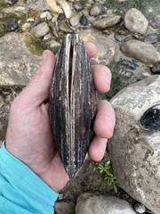 Potamilus metnecktayi